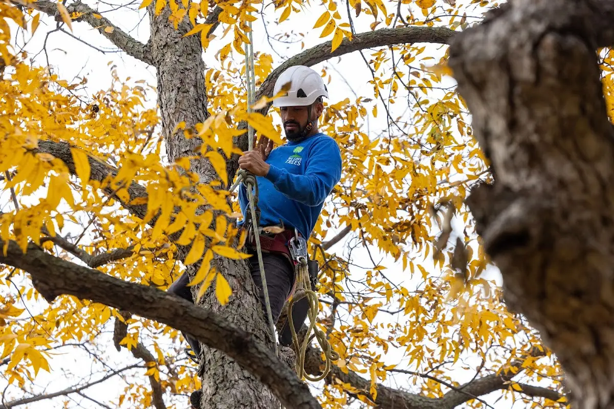Skilled Emergency Tree Service crew working in La Barge
